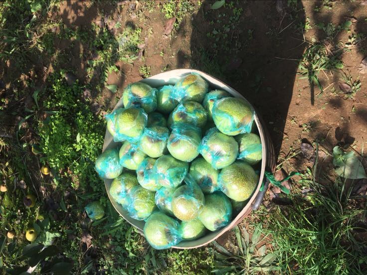 一个传统的农村地窖内部,石砌墙壁潮湿,地面铺有稻草,上面整齐码放着木筐,筐内装满未破损的莱阳梨,光线昏暗,体现出恒温高湿的储存环境 传统地窖内储存莱阳梨的场景