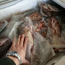 异育银鲫食用