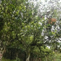 普洱茶