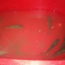 河鲤鱼食用1~2公斤