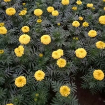 万寿菊盆花万寿菊价格万寿菊