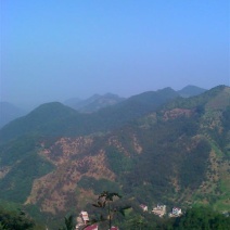 山核桃