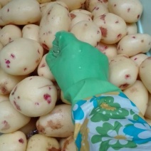马铃薯淀粉散装