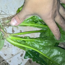 大叶菠菜15~20厘米