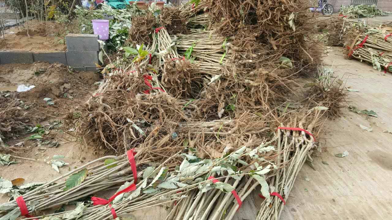 华北燕山山区果农在10月下旬进行板栗秋栽作业:挖定植穴(80×80×60 cm)、施腐熟有机肥20 kg+过磷酸钙1 kg、回填表土、苗木舒展根系、踩实、灌透定根水、覆膜保墒,全程标准化操作 板栗秋季定植作业实景图