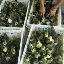 鹅苗250g以下