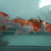 锦鲤鱼苗7两