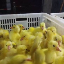 鹅苗250g
