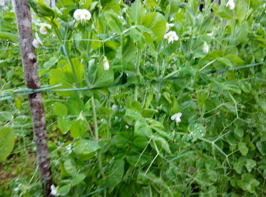 绿扁豆植株生长图