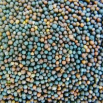 油菜籽1