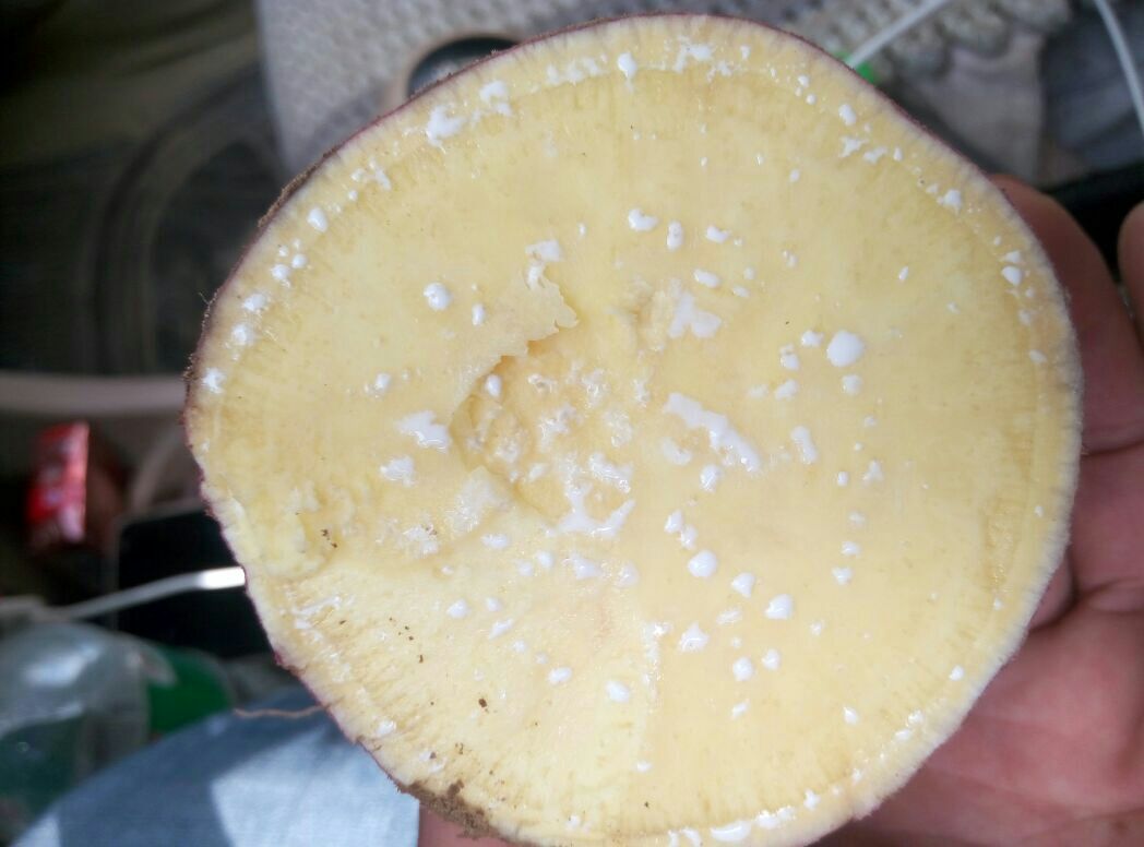 左侧济薯25切片:细胞排列疏松,淀粉粒小而分散(直径3–8μm),富含紫色液泡;右侧商薯19切片:细胞致密,淀粉粒大而规则(直径12–20μm),呈多角形结晶排列;标注比例尺100μm,采用光学显微镜明场+偏光复合成像 济薯25与商薯19块根横切面显微结构对比示意图