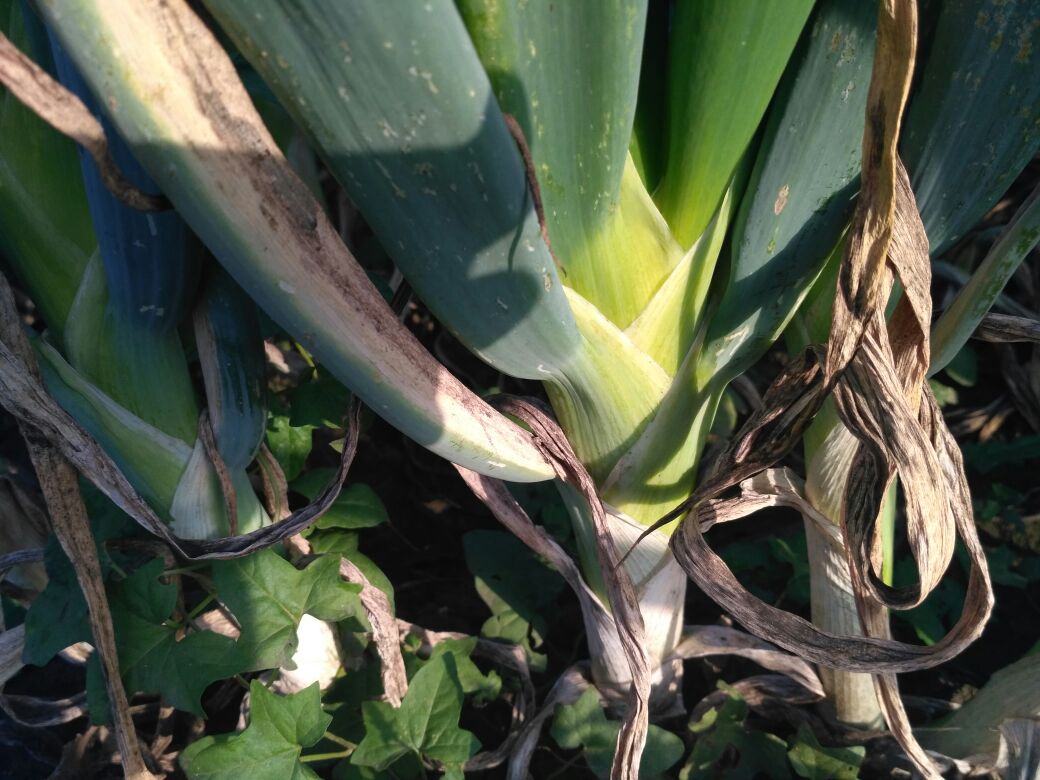 鸡腿葱与有毒植物的对比图