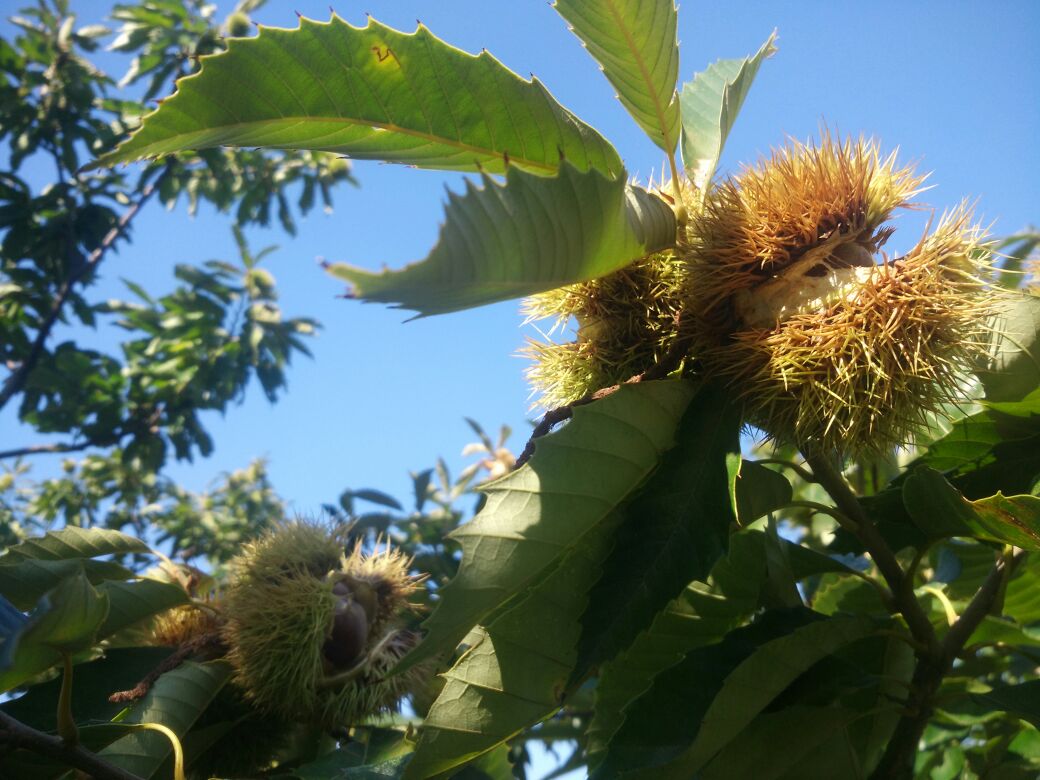 一株生长在山坡林下的野生茅栗树,枝条上挂有带刺的成熟果苞,部分果壳裂开露出深褐色的小型坚果,背景为秋季山林环境,光线柔和 野生苦栗子植株特写