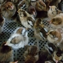 青脚麻鸡苗1斤以下