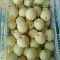 鸭梨200~250g纸袋