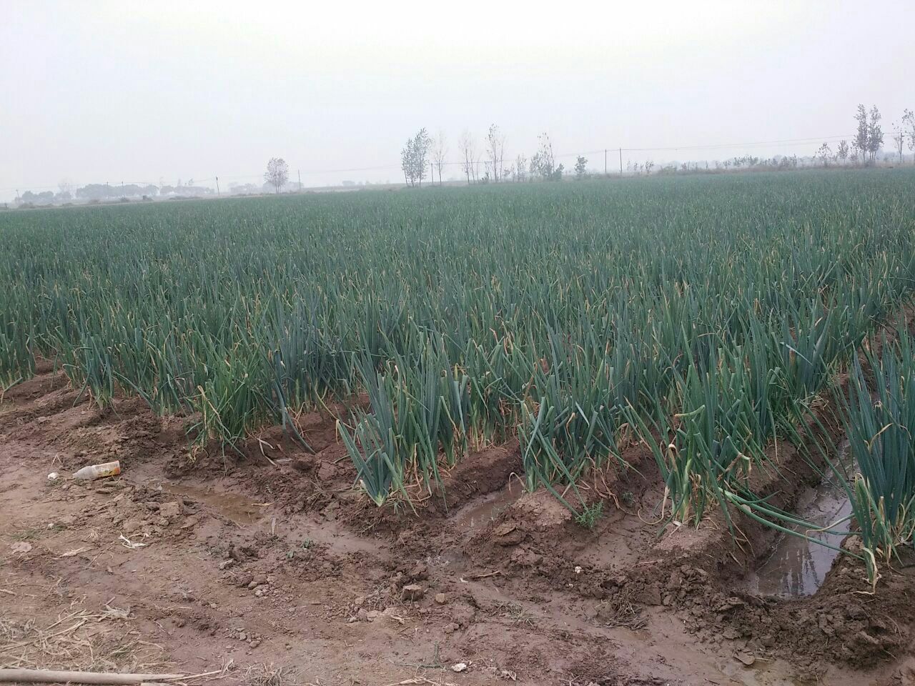 章丘大葱种植基地,展示大葱在田间生长的场景,背景为章丘农村风光 章丘大葱种植基地