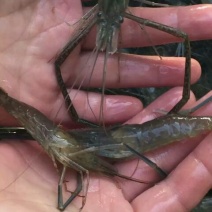 河虾活虾21~25只/kg