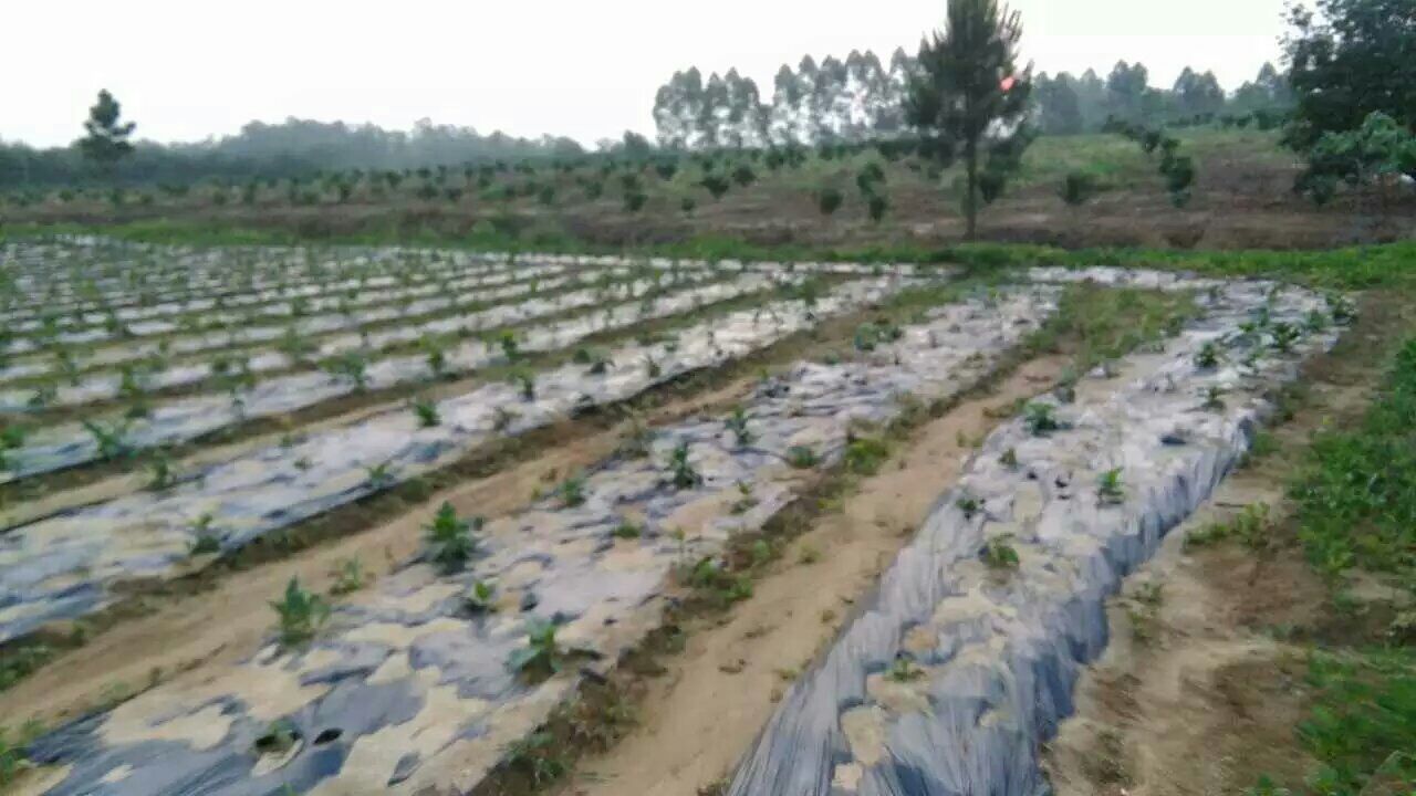 桃园铺设地膜防裂果