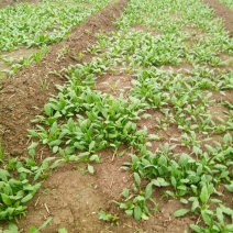 越冬菠菜15~20厘米
