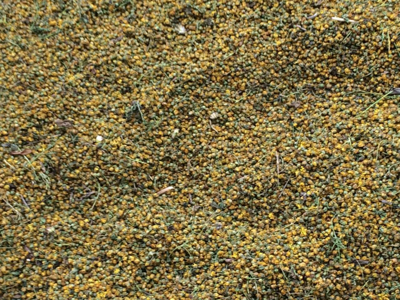 野菊花茶冲泡过程