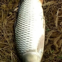 池鲤鱼食用2~3公斤