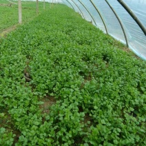 大叶菠菜15~20厘米