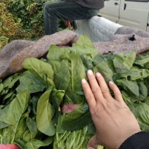 大叶菠菜15~20厘米