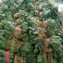 大叶菠菜15~20厘米，货源充足。本人常年专业代收