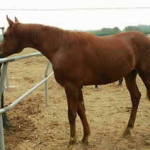 肉马300~400kg