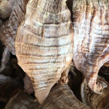 烟笋