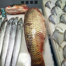 江鲤鱼食用3公斤以上
