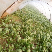 大叶菠菜15~20厘米