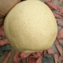 酥梨100~150g纸箱