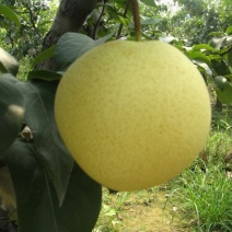 皇冠梨