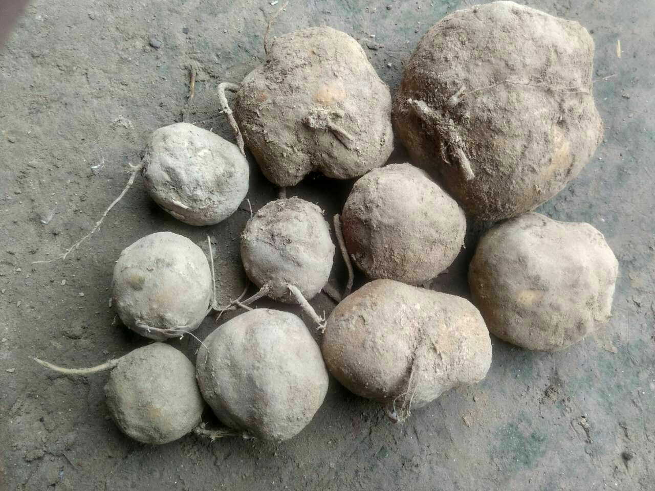 一株生长中的香芋植物,叶片宽大呈心形,叶柄粗壮;旁边摆放着刚采挖出的香芋块茎,表皮棕褐色带绒毛,切开后露出淡紫色或乳白色的肉质,质地细腻,有明显黏液痕迹 香芋植株与块茎特写
