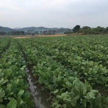 蔬菜