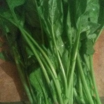 大叶菠菜15~20厘米