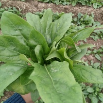 秋菠菜15~20厘米