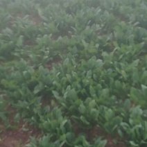 越冬菠菜15~20厘米