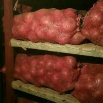 红皮洋葱