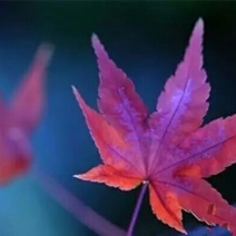 干虾