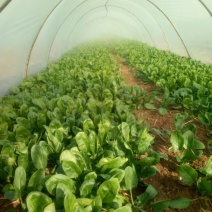 大叶菠菜20~25厘米