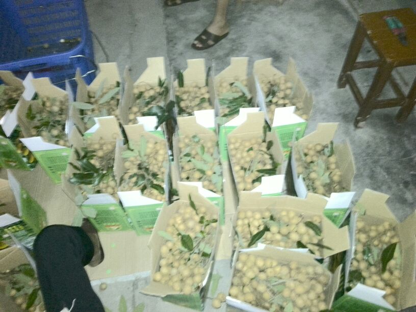 展示冷链运输车中整齐码放的龙眼包装箱,强调保鲜与物流管理的重要性 冷链运输中的进口龙眼