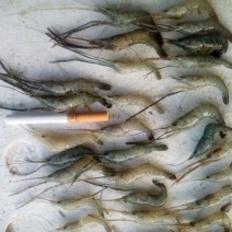 青虾食用26~30只/kg