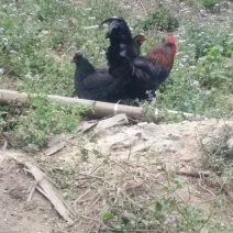黑鸡
