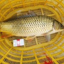 河鲤鱼食用3公斤以上