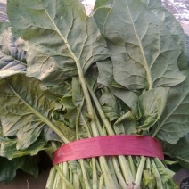大叶菠菜40cm