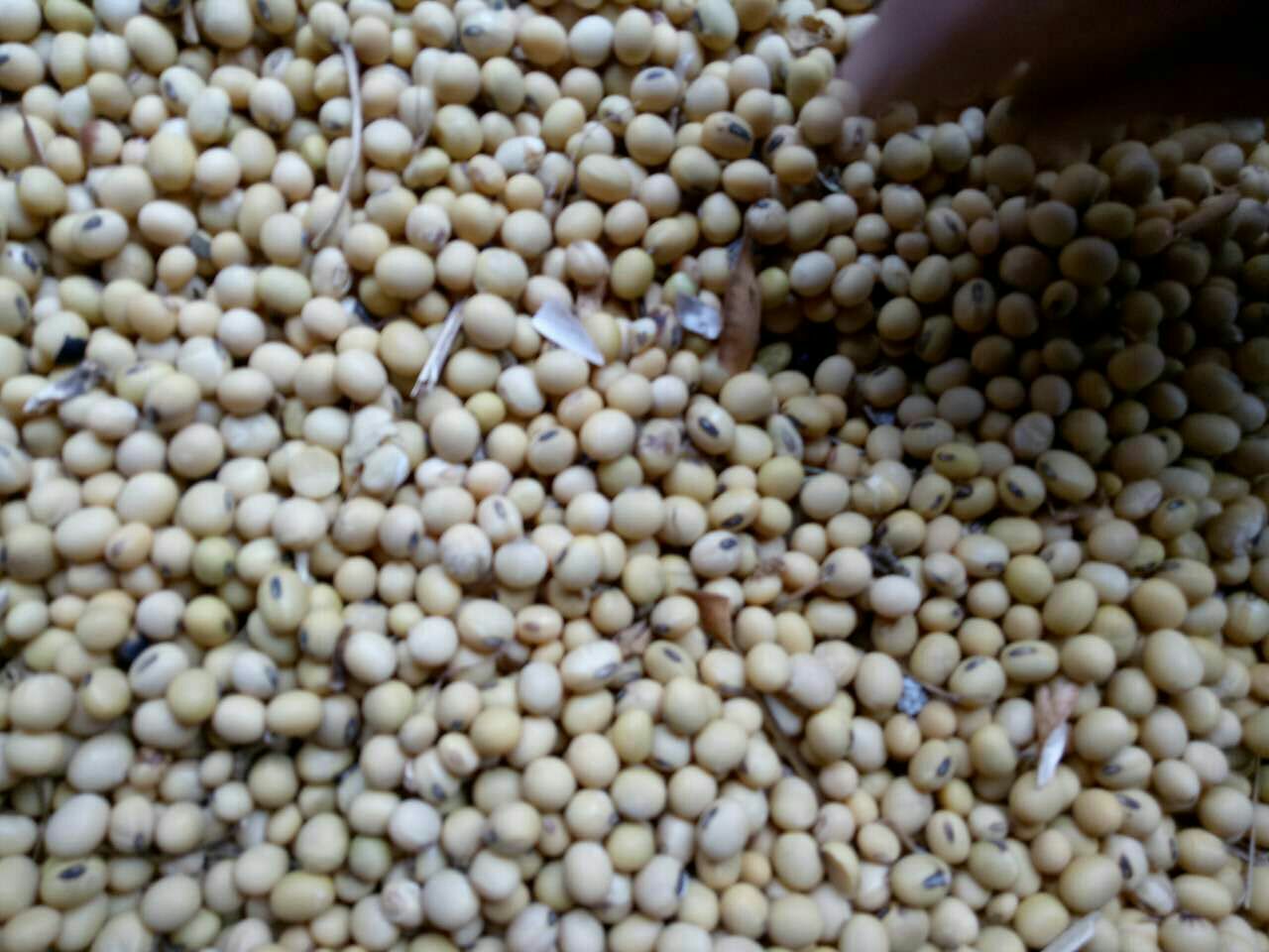 黑豆系列产品展示