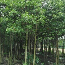 杜英6~8cm4~6cm3.5~4米