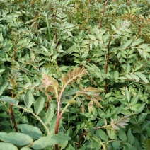 花椒苗种植基地大量出售花椒苗大红袍狮子头